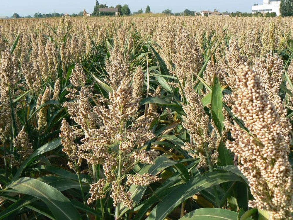 Campagna sorgo 2019